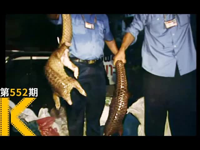 存活了4000万年，却被一片片扒下鳞片《穿山甲：被捕杀最多的动物》看电影了没